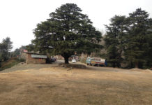 Mandi – Diana Park – Jhatingri – Barot