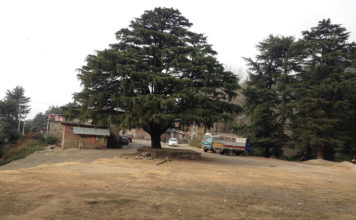 Mandi – Diana Park – Jhatingri – Barot